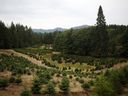 A parcel of land on the Sahtlam Tree Farm is seen, in the Cowichan Valley area of ​​Duncan, BC, on Saturday, July 31, 2021. The effects of climate change are taking a toll on Christmas tree farms in British Columbia and beyond, and one forestry expert says the already shrinking sector will have to adjust in the coming years.