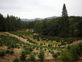 A parcel of land on the Sahtlam Tree Farm is seen, in the Cowichan Valley area of Duncan, B.C., on Saturday, July 31, 2021.