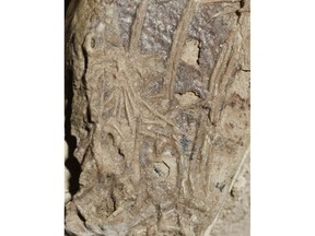 A mammal's foot is seen inside the belly of a fossil of a crow-sized, birdlike dinosaur in an undated handout photo. University of Alberta paleontologist Corwin Sullivan says the fossil is an exceedingly rare glimpse into not only how these ancient animals looked, but into how they behaved and what their environment was like.