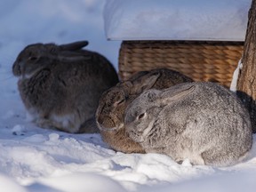 Rabbit hemorrhagic disease has spread across Calgary and Canmore.