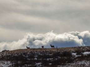 Mule deer on a ridge above Trout Creek west of Claresholm, Ab., on Tuesday, January 24, 2023.