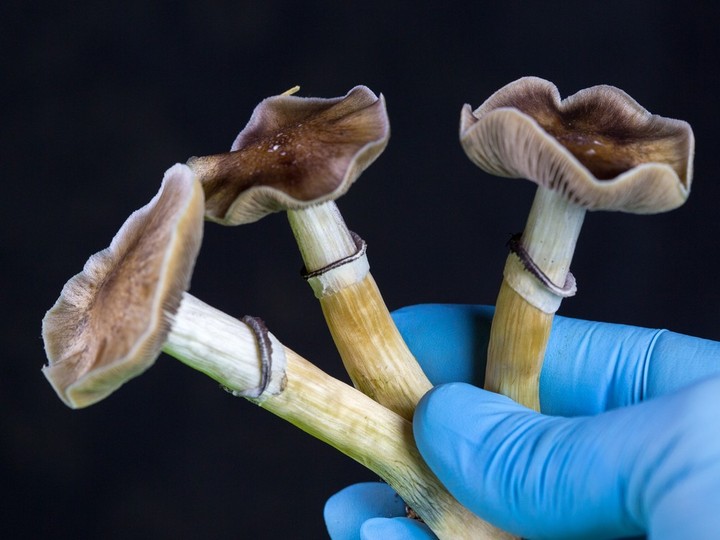  University of Calgary researchers are trying to determine if sending patients on a psychedelic psilocybin trip will enhance the effect of psychotherapy sessions for those with alcohol use disorder (AUD).