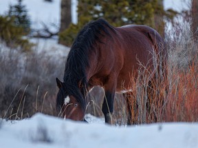 Wild stallion with a pale blue eye west of Sundre, Ab., on Monday, December 26, 2022.