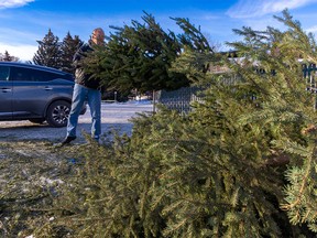 Barry Cedergren recycles his Christmas tree at the City of Calgary collection point in Confederation Park on Tuesday, January 3, 2023.