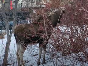 Moose in Royal Oak