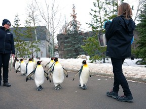 The Wilder Institute/Calgary Zoo hosts the annual King Penguin Walk. The penguins waddle out of their Penguin Plunge enclosure daily at 10:30 beginning January 13, 2023 Thursday, January 12, 2023.