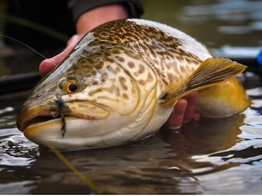 Crouching Tiger, Hidden Damsel is one of 10 films featured in the International Fly Fishing Film Festival in Calgary next week. Courtesy Capture Adventure Media