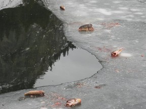 バンフ近くのヴァーミリオン湖では、おそらく「ウィンターキル」が原因で、何千もの魚が死にました。 Parks Canada 提供の写真。