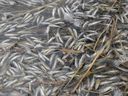 Thousands of fish died in the Vermilion Lakes near Banff probably as a result of 