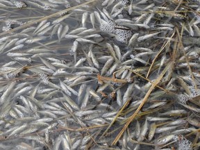 Thousands of fish died in the Vermilion Lakes near Banff probably as a result of