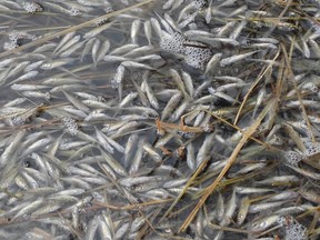 Thousands of fish have died in the Vermilion Lakes near Banff likely due to "winterkill." Photos supplied by Parks Canada.