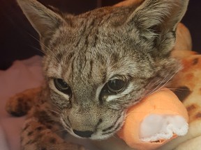 The injured bobcat captured after weeks with its paw caught in a leg trap is still recovering at Calgary Wildlife Rehabilitation Society. Photo courtesy of the Calgary Wildlife Rehabilitation Society.