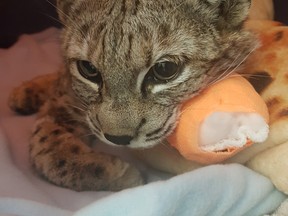An injured bobcat that was captured after weeks with its paw caught in a bone snare is now recovering at Calgary Wildlife Rehabilitation Society.  Photo courtesy of the Calgary Wildlife Rehabilitation Society.