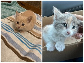 Five-week-old kittens Milo (left) and Doodlebug (right) were rescued from a CN Railway shack near Humboldt in early January.