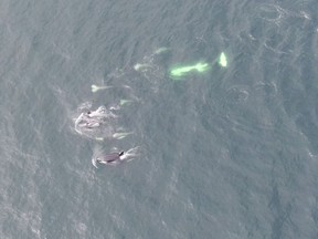 Whales in the Gulf Islands, a southern resident killer whale critical habitat, are shown in a handout photo. Toxic chemicals from toilet paper have been found in the bodies of British Columbia's endangered orcas, according to a study conducted by marine scientists.THE CANADIAN PRESS/HO-Fisheries and Oceans Canada-Paul Cottrell **MANDATORY CREDIT**