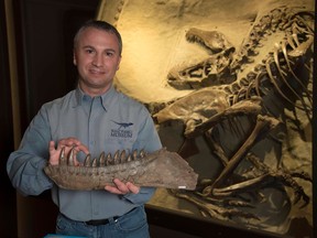 Francois Therrien, curator of dinosaur paleoecology at the Royal Tyrrell Museum in Drumheller, had a new study published in June 2021 that focused on tyrannosaur postures and their dramatic change as the dinos matured.