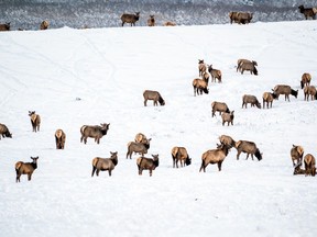 A herd of elk are seen on a property in the Waterton Park Front in Alberta in this handout photo provided Jan. 30, 2023. The property that includes fescue grasslands, forests and wetlands near Waterton Lakes National Park in southern Alberta has been purchased by the Nature Conservancy of Canada.