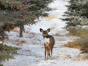 A little mule deer looks over its shoulder in Dickson, Ab., on Tuesday, January 31, 2023.