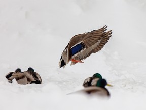 A mallard lands in the new snow near a grain spill in Calgary, Ab., on Wednesday, February 22, 2023.