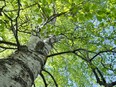 Drought cycles and a warmer climate in the Calgary area make it hard on birch trees to thrive here.