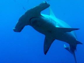 A hammerhead shark, like the one pictured, had to fend off a dog in Bahamas, who dove in after it.
