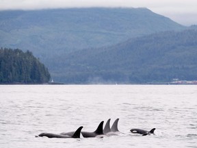 A pod of orcas surfaces in Chatham Sound near Prince Rupert, B.C., Friday, June 22, 2018. Researchers say British Columbia's southern resident killer whales are not only threatened by the decline of the general salmon population but also the reduction in high-quality fatty salmon, the whales' preferred meal.