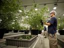 A worker collects cuttings from a cannabis plant at the Canopy Growth Corporation facility in Smiths Falls, Ontario, Canada.  The company announced last week that it was laying off 800 employees, the same week, days before Calgary-based producer SNDL said it was laying off 85 people from its workforce. 