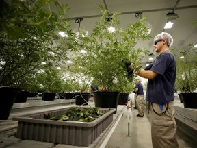A worker collects cuttings from a cannabis plant at the Canopy Growth Corporation facility in Smiths Falls, Ontario, Canada.  The company announced last week that it was laying off 800 employees, the same week, days before Calgary-based producer SNDL said it was laying off 85 people from its workforce.