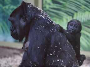 Ten-month-old Eyare, who will soon have a half-sibling at Wilder Institute Calgary Zoo, hangs on to her mother Dossi in the the African rainforest building on Thursday, March 2, 2023.