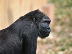 Western lowland gorilla Yewande is shown in a provided photo from the Calgary Zoo.