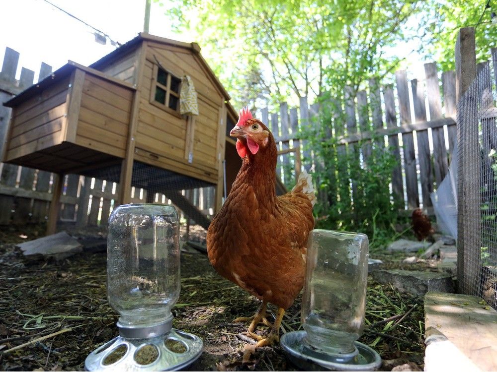 City of Calgary hatching backyard chicken program for a second year Calgary Herald