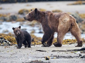 Grizzly bears are witnessed in their natural environments during a one-day journey to northern B.C.   SUPPLIED