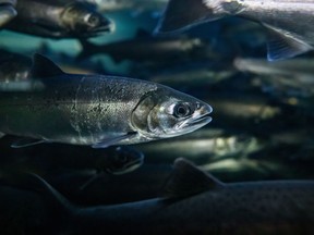 Coho salmon swim at the Fisheries and Oceans Canada Capilano River Hatchery, in North Vancouver, on Friday July 5, 2019. A first-of-its kind study in British Columbia suggests salmon hatcheries could improve survival rates by optimizing the weight of the juvenile fish and the timing of their release.