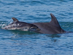 dolphins, high seas