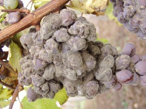 Grapes on the vine showing Botrytis cinerea rot.