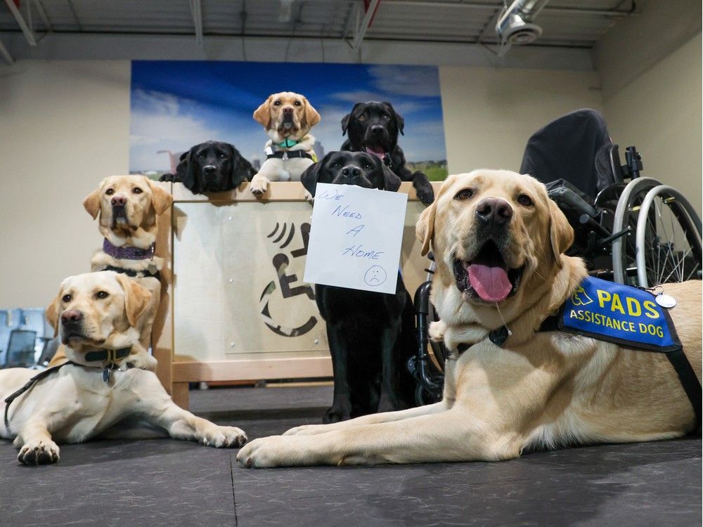 Calgary Assistance Dog Organization Looking For New Training Area   Cal 032923 Gyc 9 276724918 