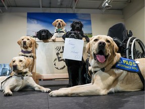 Labradors with Pacific Assistance Dogs Society (PADS) pose for a photo in their training facility in northeast Calgary on Wednesday, March 29, 2023. PADS is appealing for help to find a new training location after the sublet on their current space ends in April.