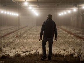 A farmer in a chicken barn in Ontario.