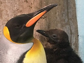 Former Calgary Zoo king penguins successfully bred at the Montreal Biodome in February.