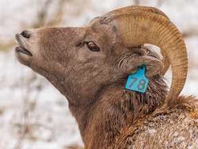 A young bighorn ram sniffs for receptive females in Sheep River Provincial Park west of Turner Valley, Alta.