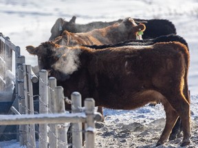 Steamy breath around a heated cattle trough north of Calgary on Tuesday, Feb. 9, 2021.