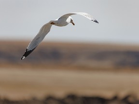 A ring-billed gull looks for a place to land on the ice at Keho Lake near Nobleford, Ab., on Tuesday, April 11, 2023.