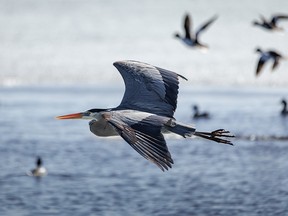 A blue heron flies with ducks at a pond east of Strathmore, Ab., on Tuesday, April 18, 2023.