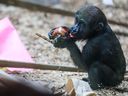 Western lowland gorilla Eyare celebrated her first birthday by finding some treats and other enrichment surprises with the rest of the troop at the Calgary Zoo on Thursday, April 20, 2023.