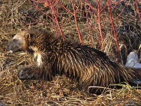 A wolverine is pictured in south Calgary on April 15, 2023.