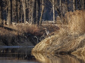 A blue heron in the morning sun at a beaver dam on a side channel of the Bow River near Carseland, Ab., on Sunday, April 23, 2023.