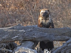 A wolverine is pictured in south Calgary on April 15, 2023.