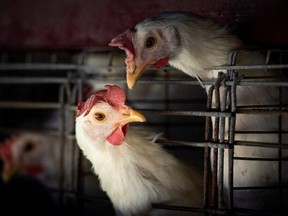Chickens sit in cages at a farm, as Argentina's government adopts new measures to prevent the spread of bird flu and limit potential damage to exports as cases rise in the region, in Buenos Aires, Argentina February 22, 2023.