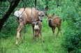 An image of a female deer with two fawns in Waterton Lakes National Park, Alberta, Canada.