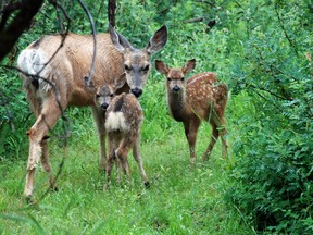 An image of a female deer with two fawns in Waterton Lakes National Park, Alberta, Canada.